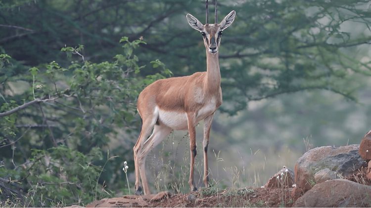 mayureshwar wildlife sanctuary